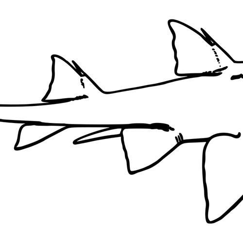 Light Shark
