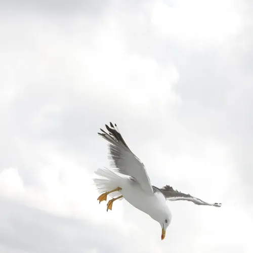 Seagull
